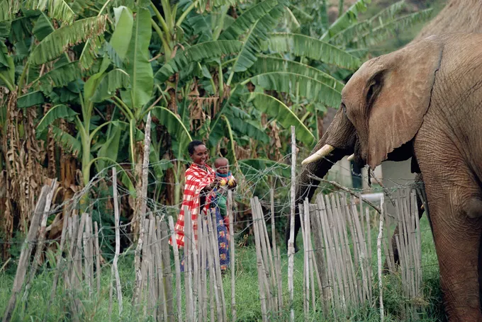 Mother and child watch African elephant over a protective fence in Laikipia Kenya