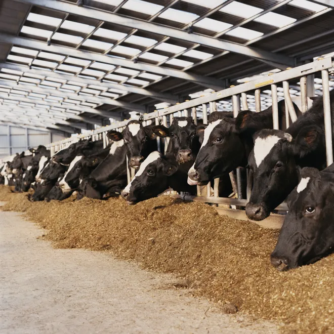 Dairy cows lines up in a cow barn, sticking their heads through the stalls
