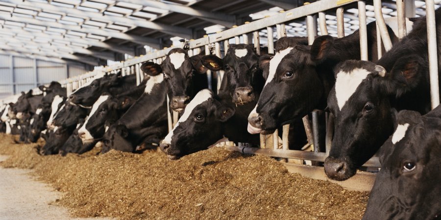 Dairy cows lines up in a cow barn, sticking their heads through the stalls