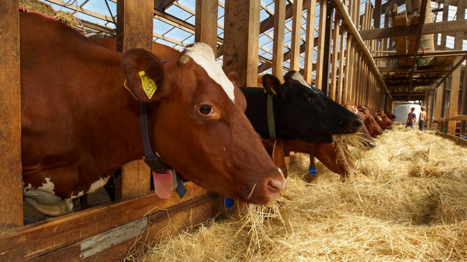 Dairy cows in a barn lean through posts to feed on hay