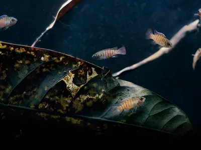 Three fish swim in dark waters