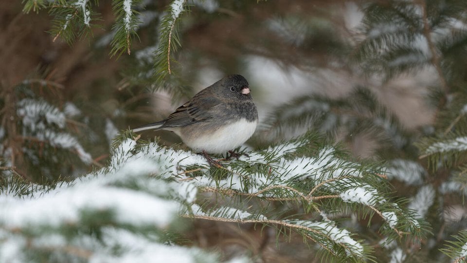 A dark-eyed junco sits on a snowy branch