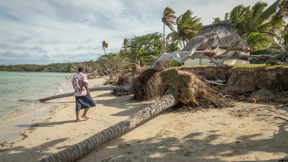 Man views fallen trees on beach