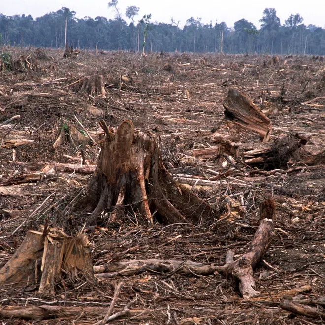 Deforestation in Tesso Nilo, Sumatra