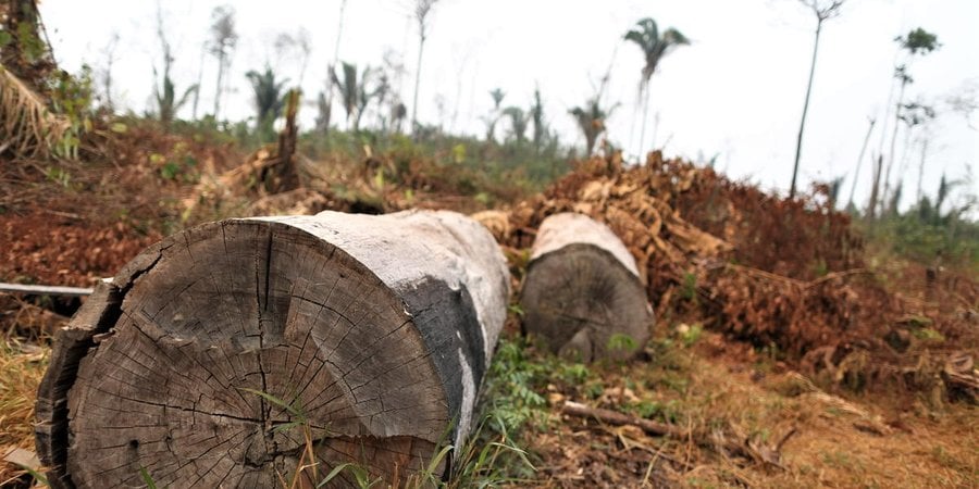 View of the center of the trunks of two trees that have been cut down