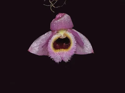 A pink flower with a fuzzy orange and red center hangs in a dark background