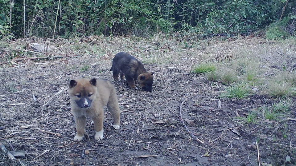 Dingo pups wander in a small open area in the forest