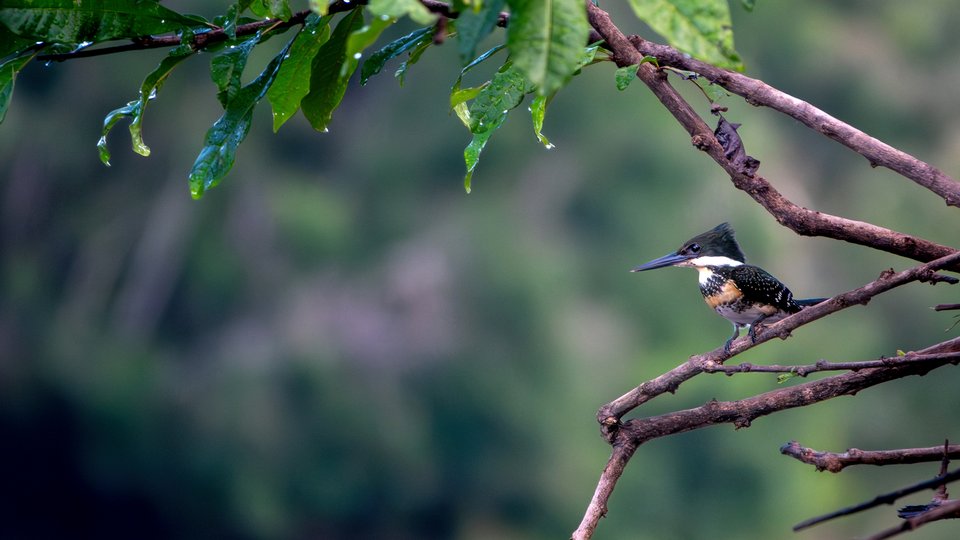 A kingfisher on a branch