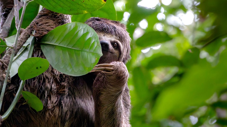 A sloth peeking through the trees