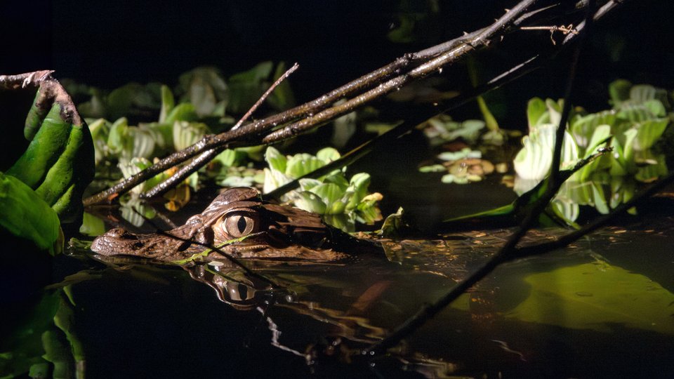 A floating caiman peeking through foliage