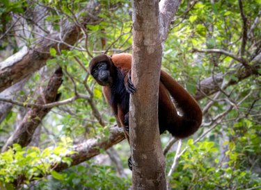 A brown monkey perches on a branch high up in the canopy surveying for predators.