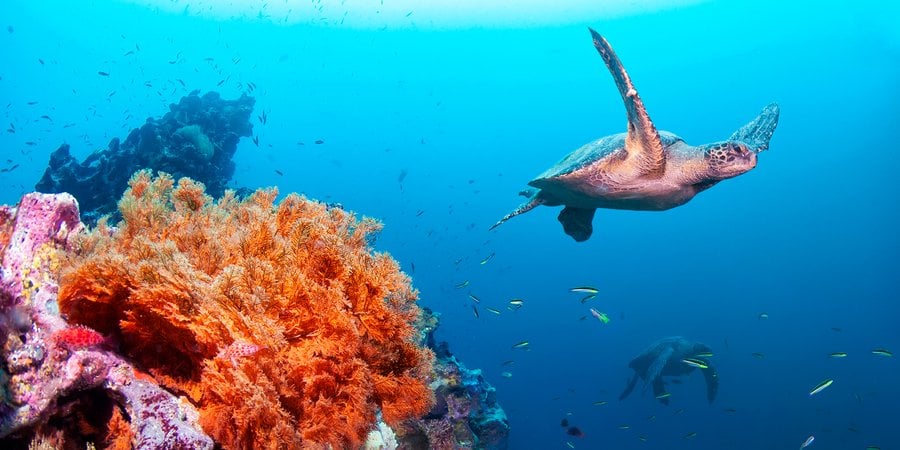 Underwater photo of sea turtle swimming near coral