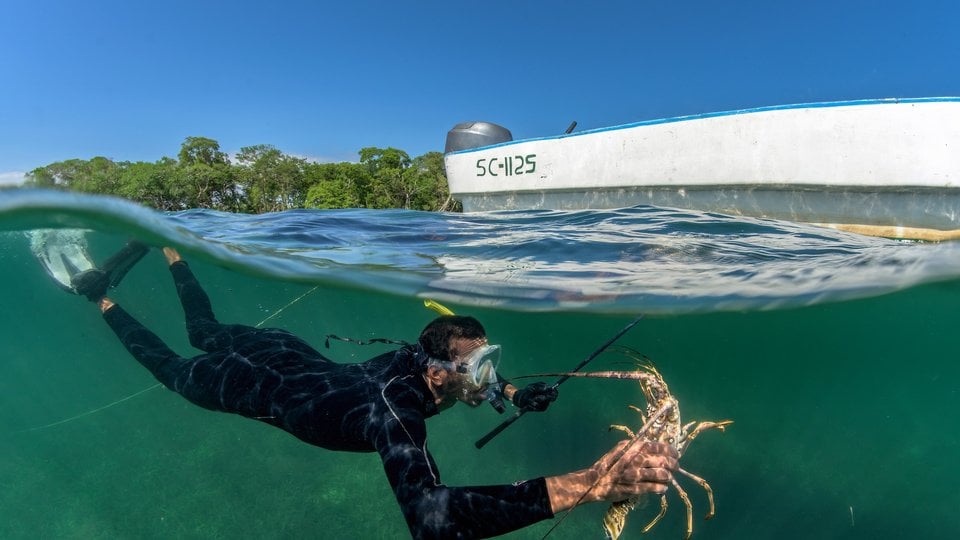 A color photo shows a fisherman holding a lobster underneath the water