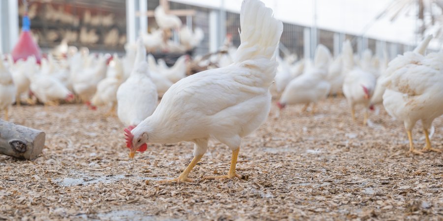 Chickens pecking the ground at a chicken farm
