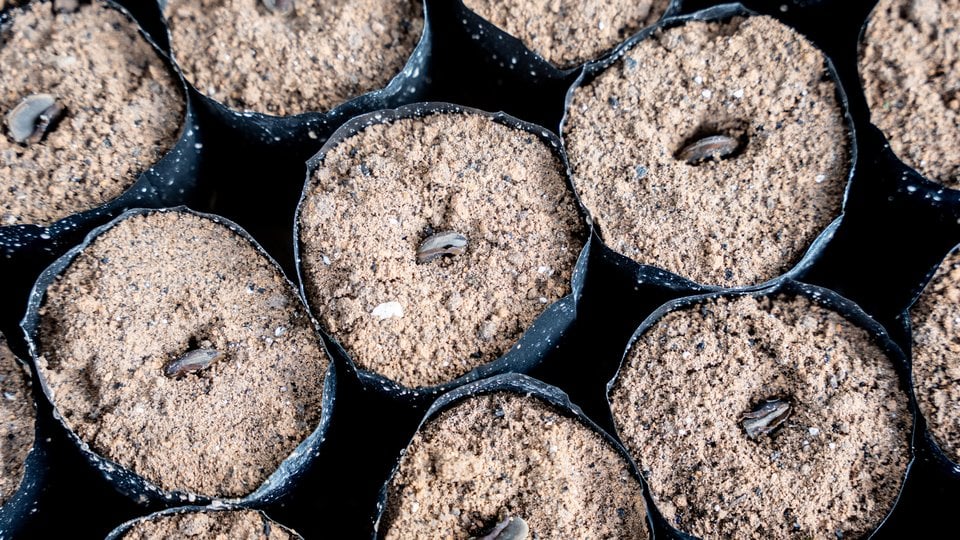 Plastic pots with the sprouting seeds of lim xanh plants.