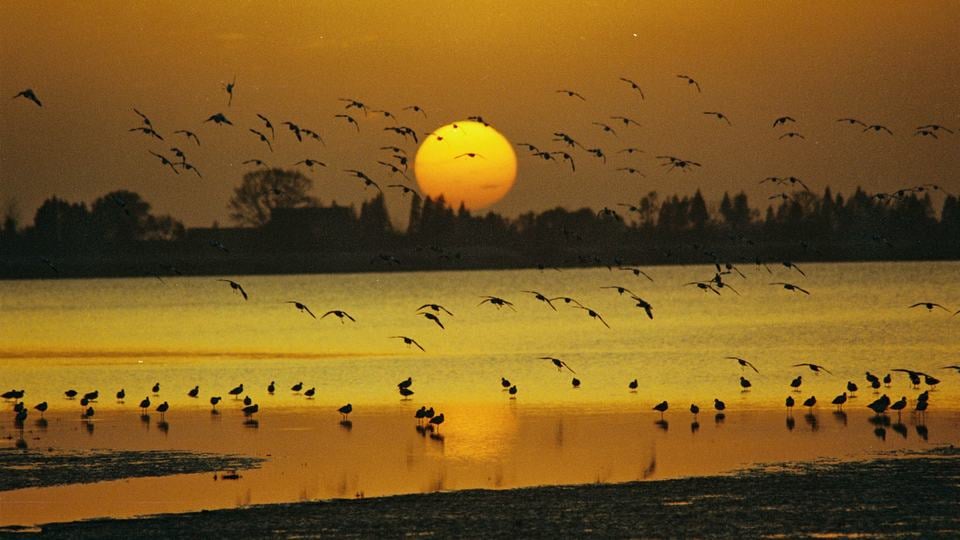 birds flying at sunset above a lake