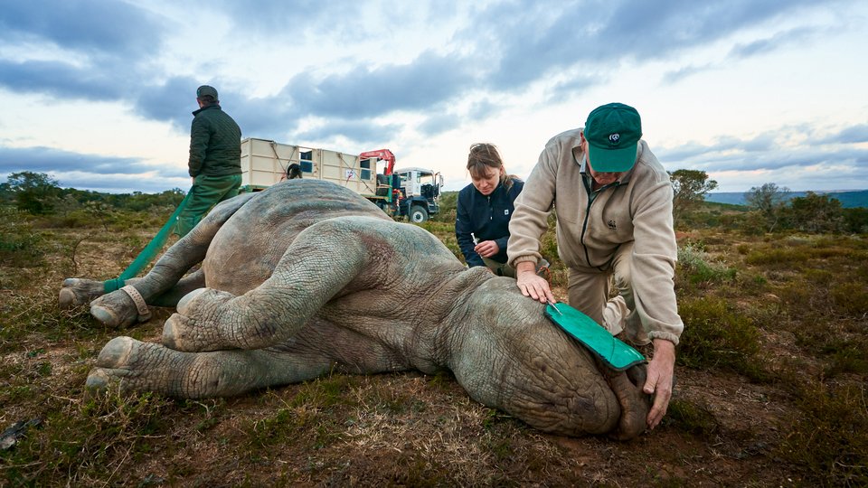 A veterinarian with a sedated rhino laying on the ground