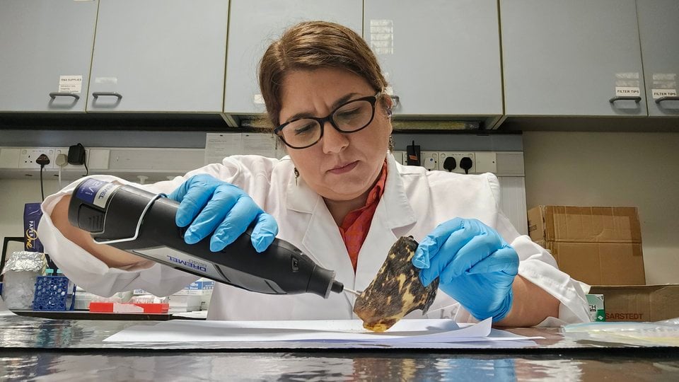 ShellBank Traces Sea Turtle DNA to Aid Conservation | World Wildlife Fund