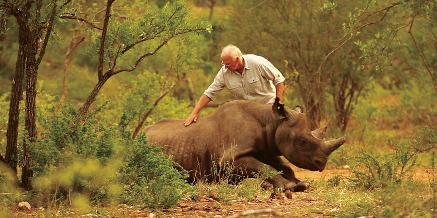A man touching a black rhino that is waking up after being sedated