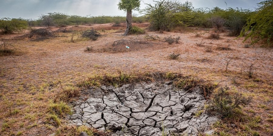 Dry cracked land affected by drought with a sparse tree in the background
