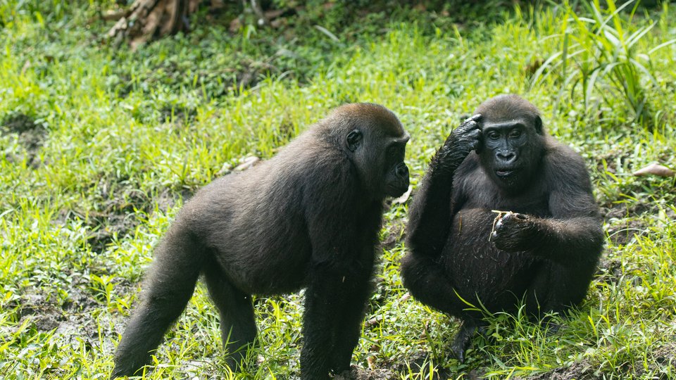 Two juvenile gorilla twins sit in the grass, one has his back to the camera