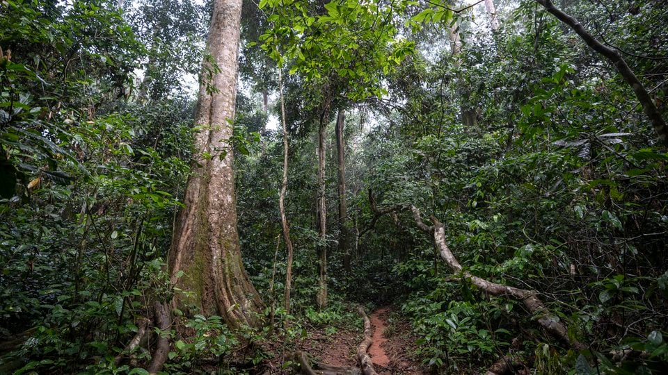 rain forest, Dzanga Sangha, Central African Republic