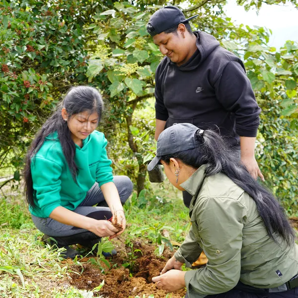 Three people planting a tree seedling