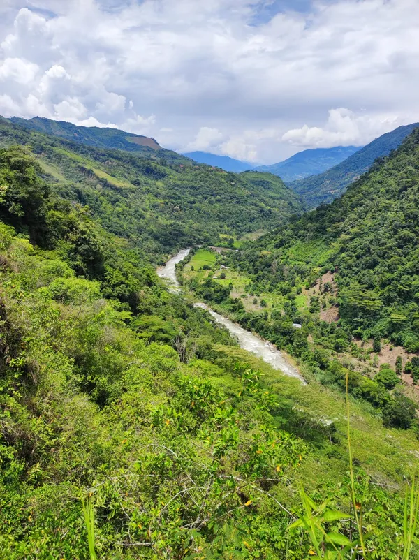Landscape of a forest with river valley