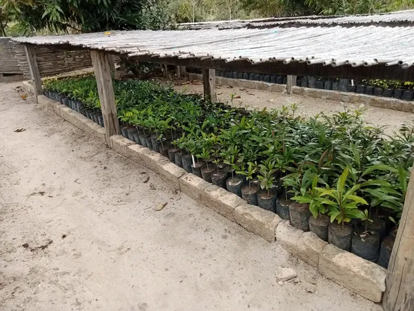 photo of plantings lined up in nursery under cover of bamboo