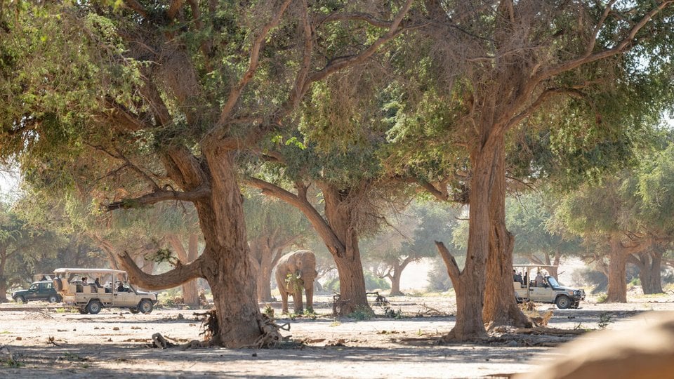 Elephant in Aba Huab dry river bed as tourist look on