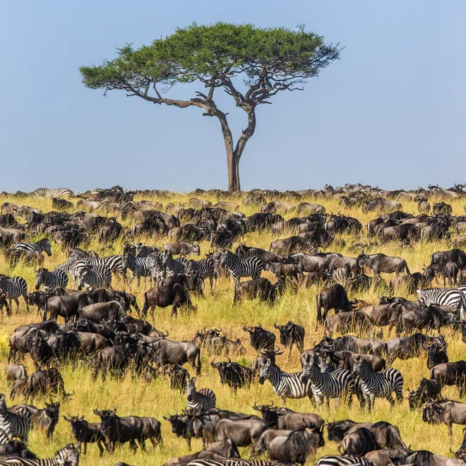 Herds Zebra and Wildebeest in a grassland