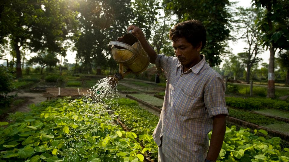 A man waters a large garden with a watering can