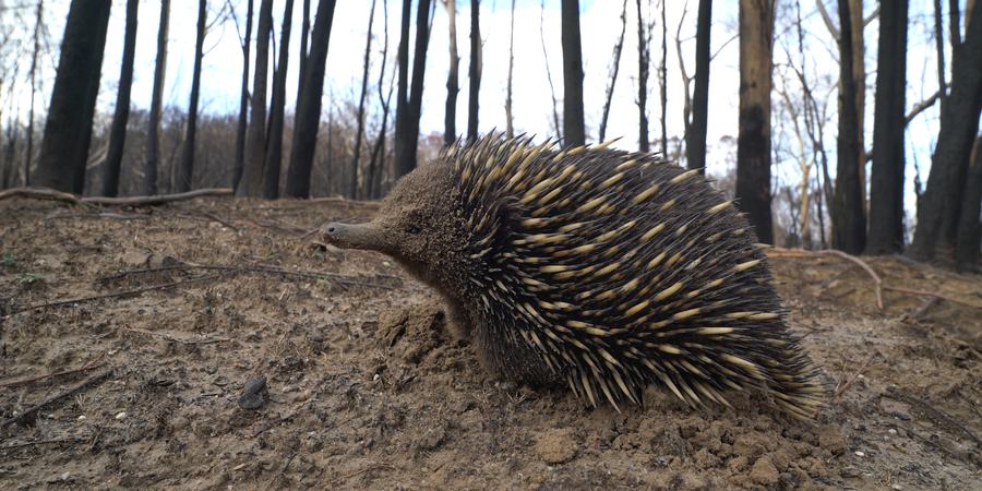 Echidna walks amongst burnt bushland