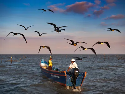Two men drive out into the ocean in their shrimp fishing boat surrounded by sea birds flying along above them.