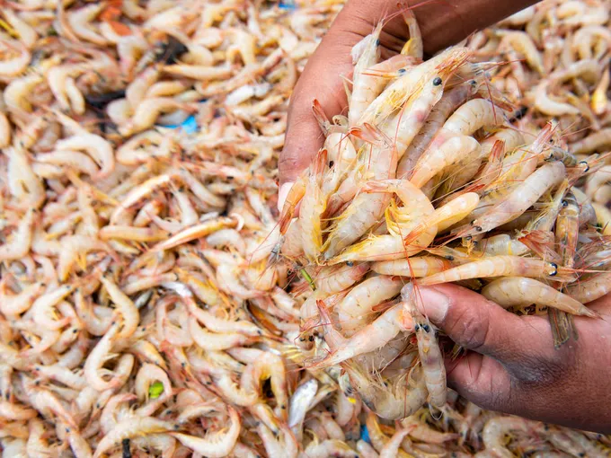 Close up of two hands holding a pile of shrimp photographed over a larger bushel of shrimp.