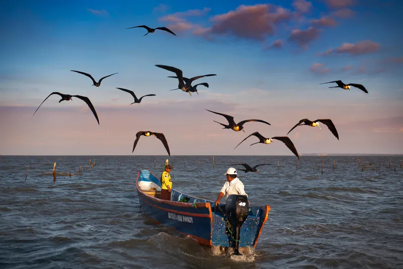 Two men drive out into the ocean in their shrimp fishing boat surrounded by sea birds flying along above them.