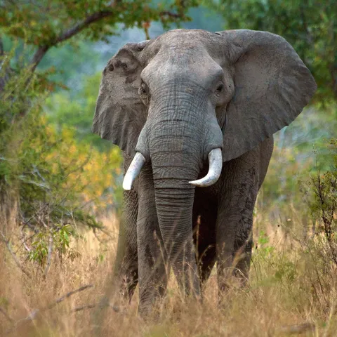 Large African elephant between trees