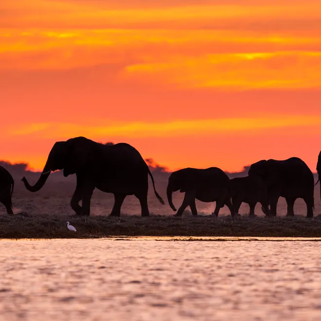 Elephants at sunset in Namibia
