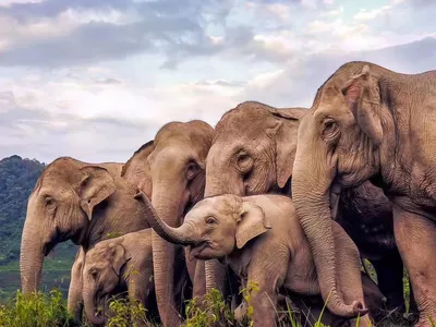 Multiple elephants huddled together looking into one direction