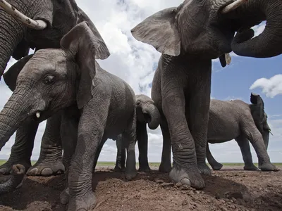 A herd of elephants, as seen from the ground in the middle of their feet