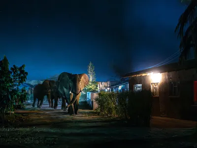 Elephants walking between buildings at night