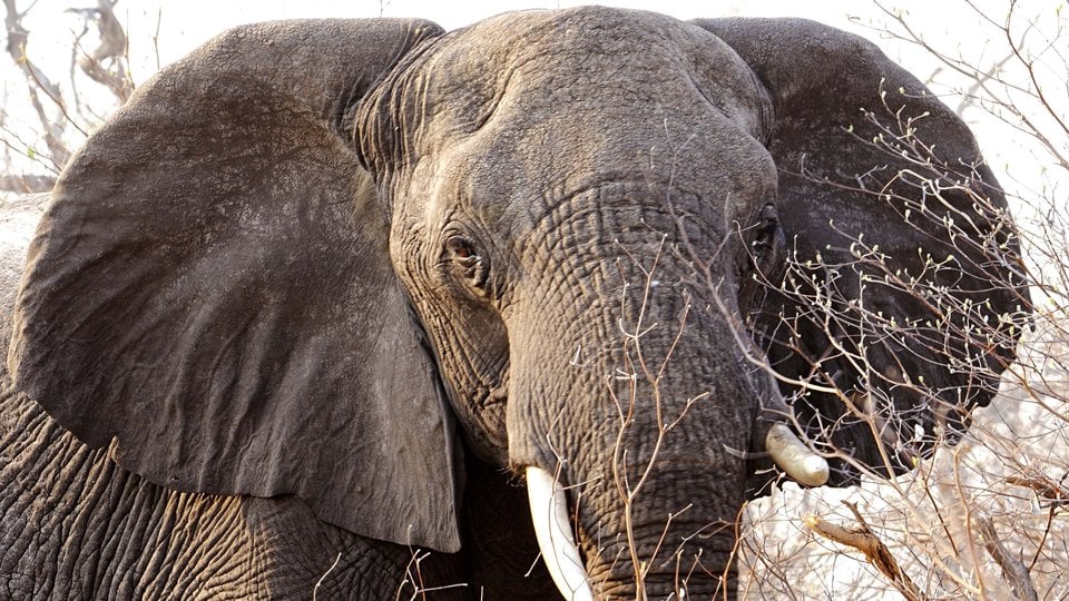 Closeup photo of an African elephant
