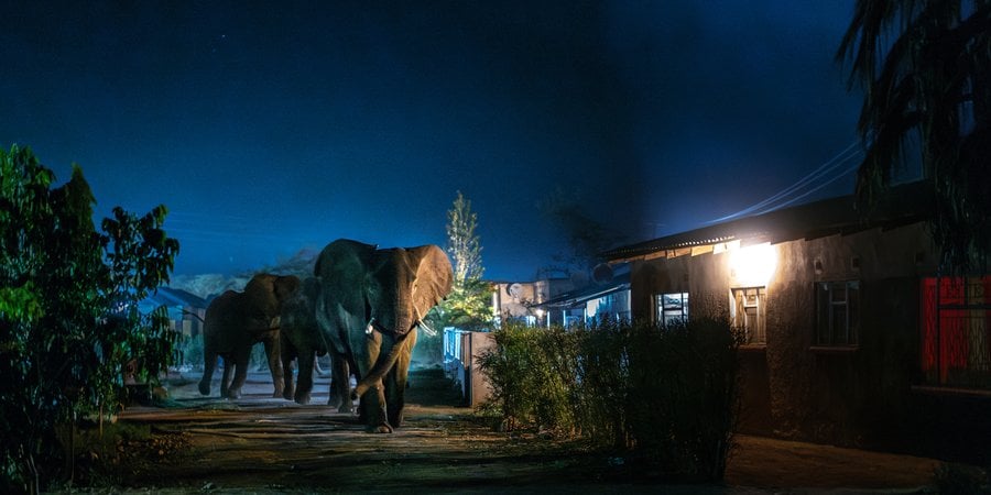 Elephants walking between buildings at night