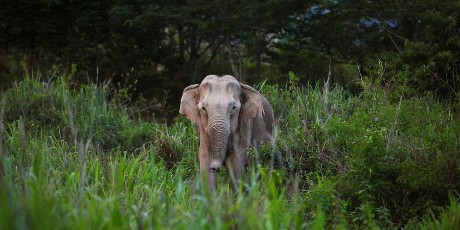 A lone elephant looks at the camera from tall grass in front of forest