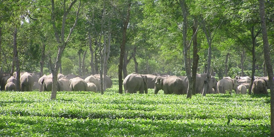 Elephants gathered under trees with crops in foreground