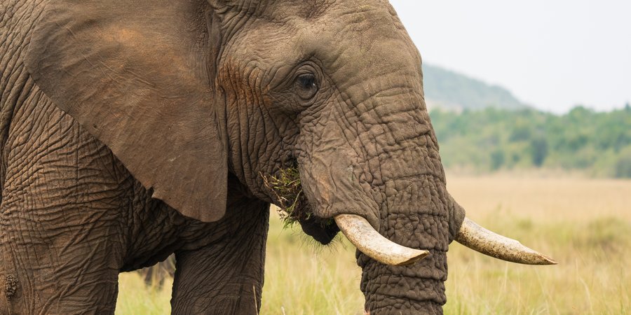 An African elephant