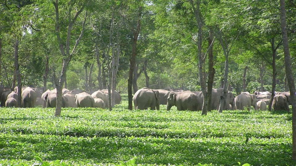 Elephants gathered under trees with crops in foreground