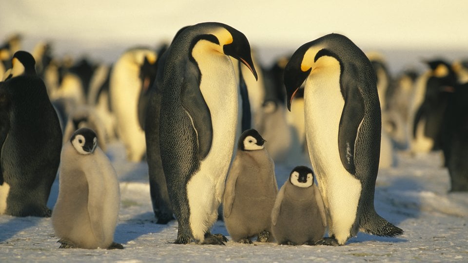 A flock of emperor penguins and their chicks.