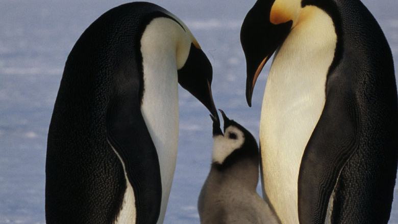 Emperor penguin feeding its chick