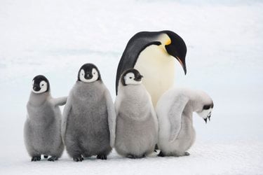 An adult emperor penguin positioned behind four adolescent pengins against a snowy backdrop.